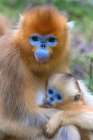 China. Snub-nosed monkey mother and baby. Art Print